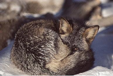 英伟达：超80%的RTX玩家玩游戏打开DLSS