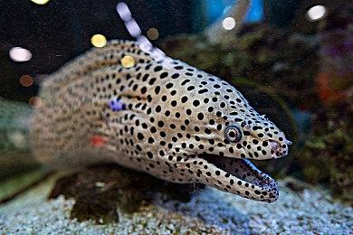 免费冒险游戏《直播冒险》Steam获好评 不支持键鼠